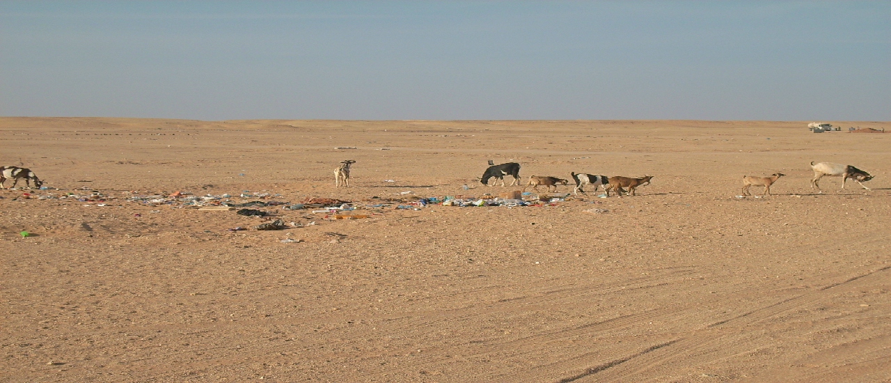 campamentos refugiados saharauis