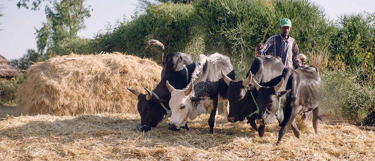 El pastoreo: un estilo de vida resiliente frente a numerosos desafíos