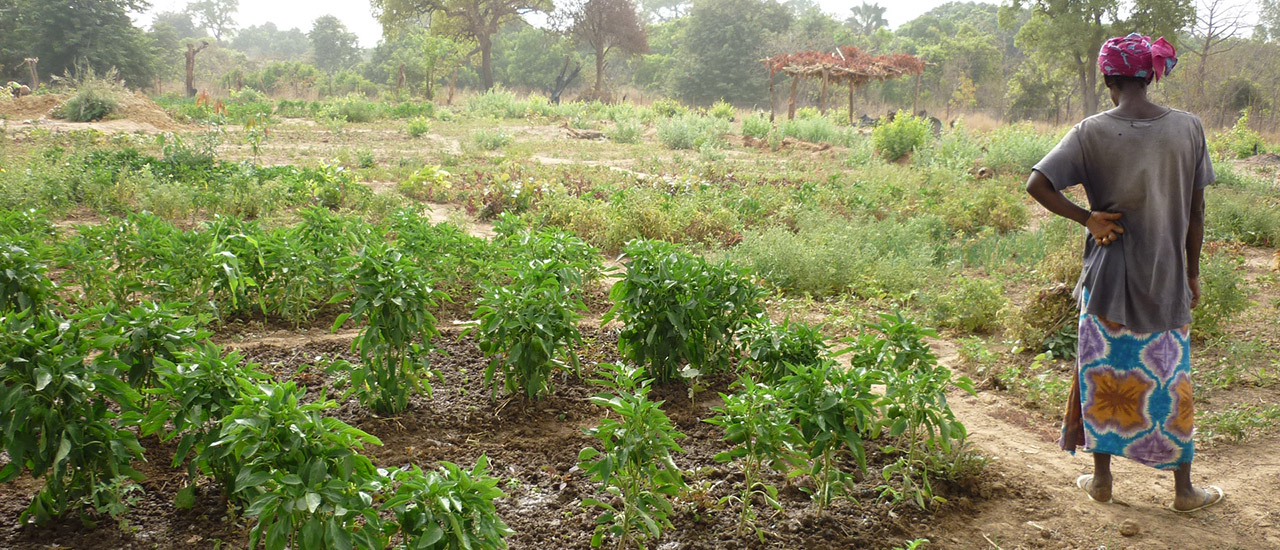 Según la FAO (Organización de las Naciones Unidas para la Alimentación y la Agricultura), por agricultura familiar se entienden aquellas actividades agrícolas, forestales, pesqueras, pastoriles y acuícolas gestionadas y operadas por una familia y que depende principalmente de la mano de obra familiar, incluyendo tanto a mujeres como a hombres.